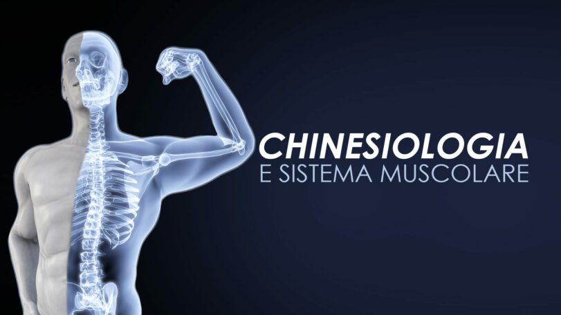 Chinesiologia e sistema muscolare