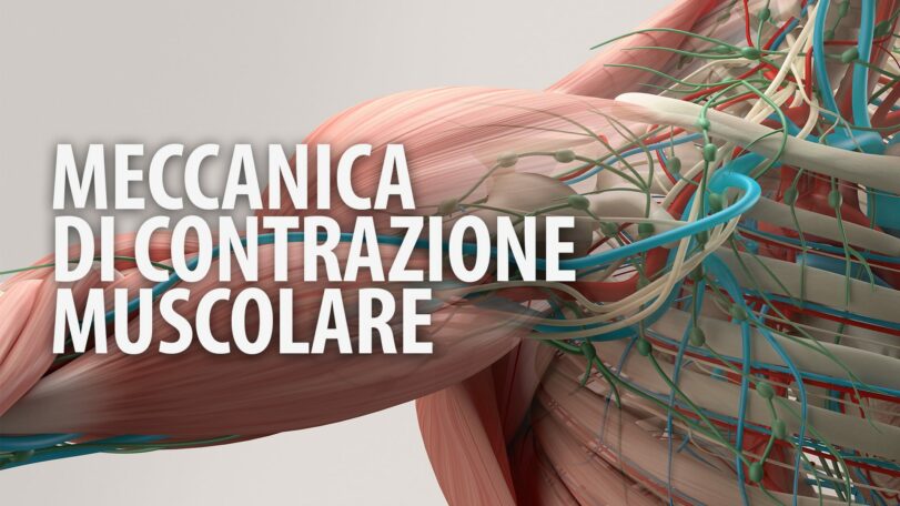 Meccanica di contrazione muscolare