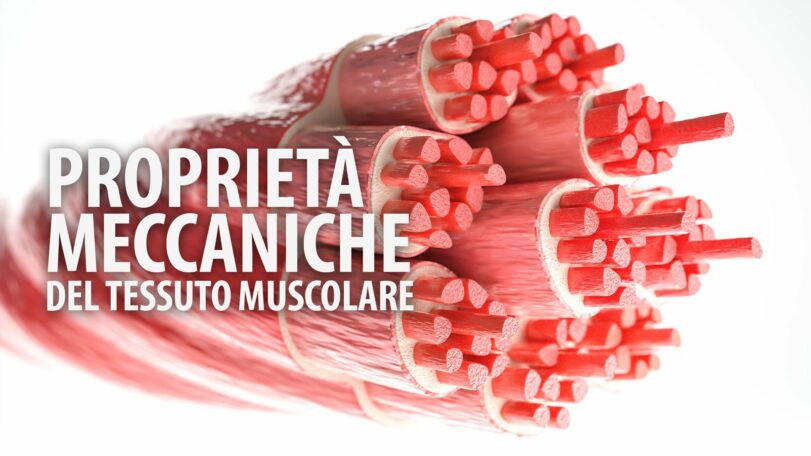 Proprietà meccaniche del tessuto muscolare