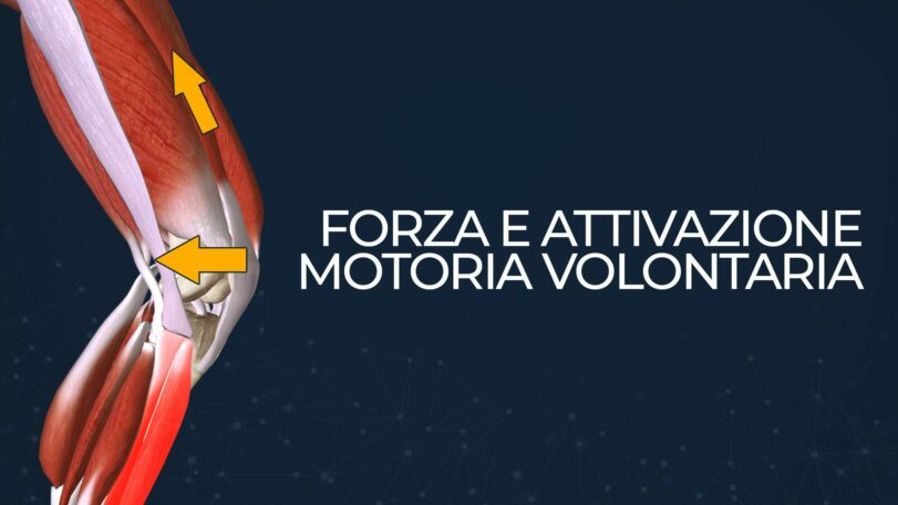 Forza e attivazione motoria volontaria