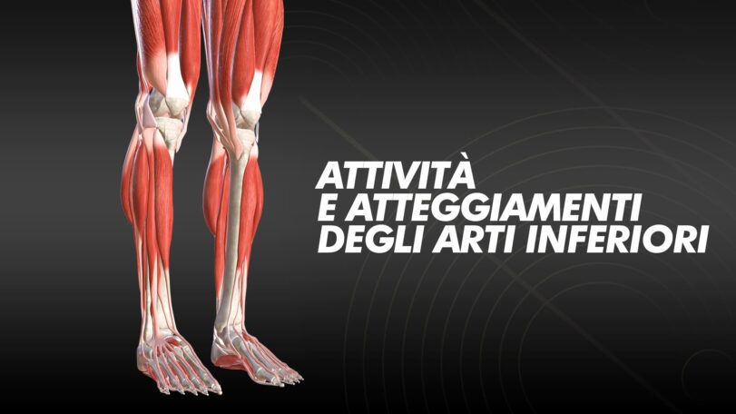 Attività e atteggiamenti degli arti inferiori