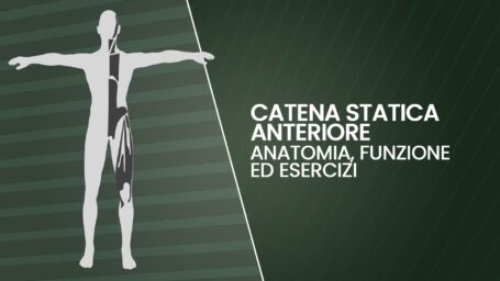 Catena statica anteriore: anatomia, funzione ed esercizi