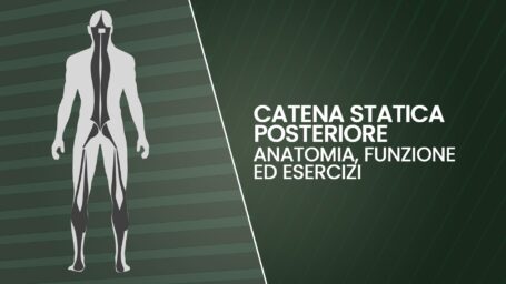 Catena statica posteriore: anatomia, funzione ed esercizi	