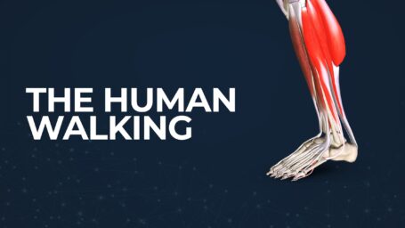 The human walking