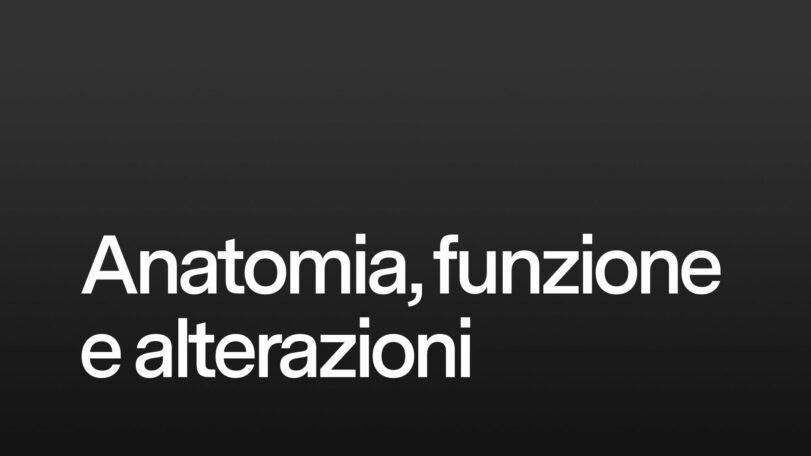 Anatomia, funzione e alterazioni