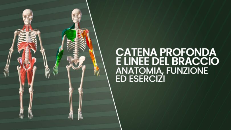 Catena profonda e linee dell'arto superiore: anatomia, funzione ed esercizi