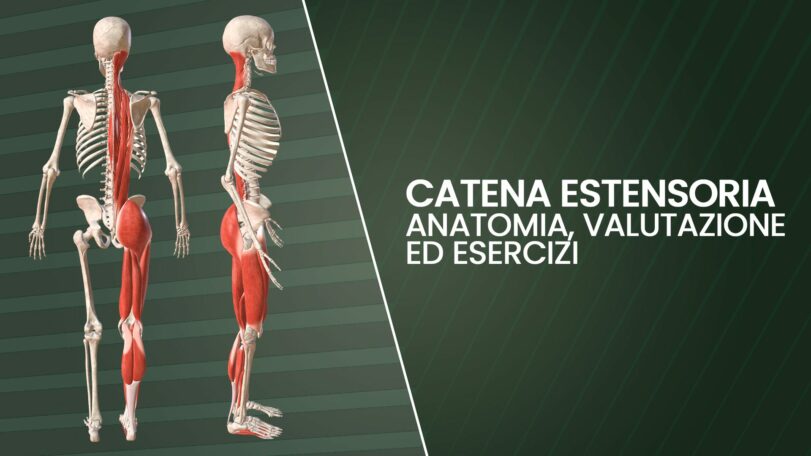 Catena estensoria: anatomia, valutazione ed esercizi