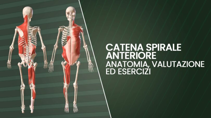 Catena spirale anteriore: anatomia, valutazione ed esercizi