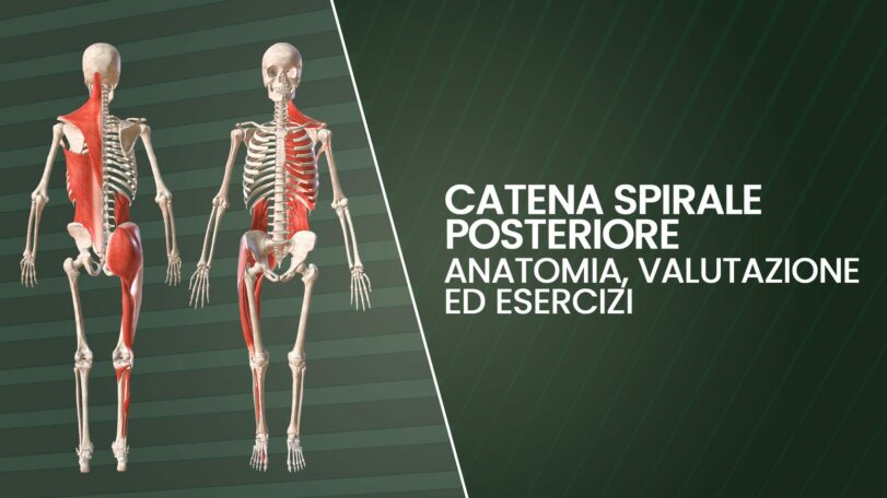 Catena spirale posteriore: anatomia, valutazione ed esercizi